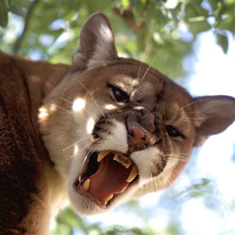 Mountain Lion Roar