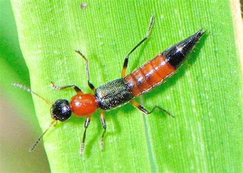 Family Staphylinidae - Rove Beetles - ? Paederus sp. | Beetle, Insect ...