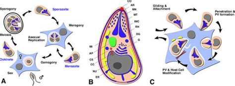 Apicomplexa Are Intracellular Parasites(A) Highly simpl | Open-i