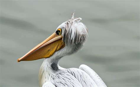 Pelican Bird Beak wallpaper | 2560x1600 | #13946