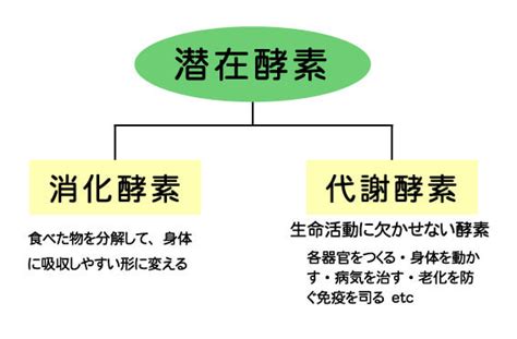 酵素特集