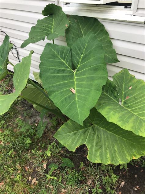 Elephant Ear Plant Genus Species - Infoupdate.org