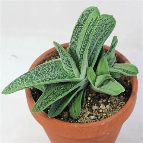 Gasteria - Make My Garden