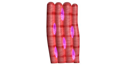 muscle tissue 3d model