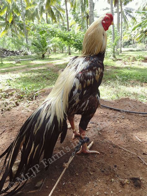 360 Aseel ideas | game fowl, chicken breeds, chickens