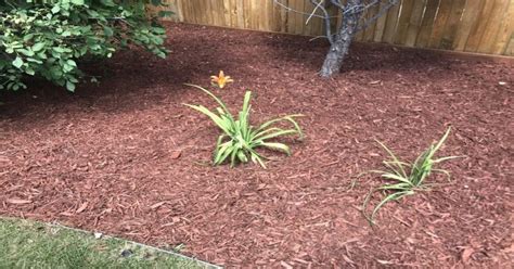 Mulch Guide: Types, Pro Tips and Where to Mulch