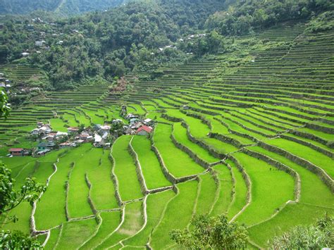 LEXICAL CROWN: BATAD RICE TERRACES