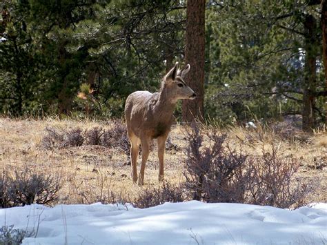 Mule Deer Yearling, RMNP : Photos, Diagrams & Topos : SummitPost