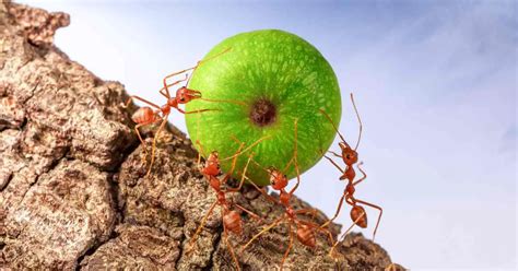 How Hard Working Are Ants? (Explained)