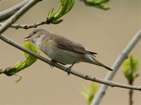 Garden warbler (bird) | Facts About All