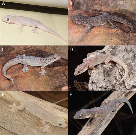 New species of gecko has been hiding in plain sight