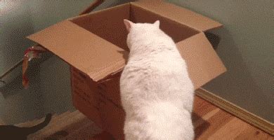 Jumping In Box GIFs - Find & Share on GIPHY