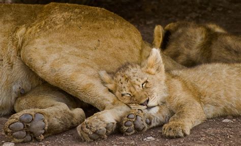 Four Animals That Raise Cubs - Field Museum