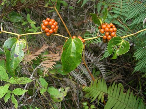 Smilax subpubescens (Smilacaceae) image 188017 at PhytoImages.siu.edu