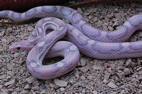 24 Beautiful Corn Snake Morphs, Colors and Prices (With Pictures ...