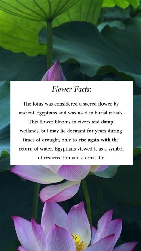 Flower Facts: Lotus