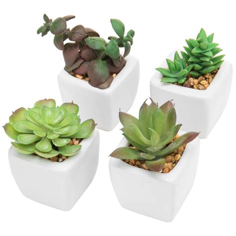 20+30+ Small Succulents In Pots – HOMYRACKS