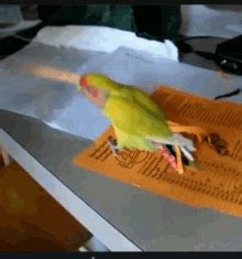 Party Parrot GIFs | Tenor