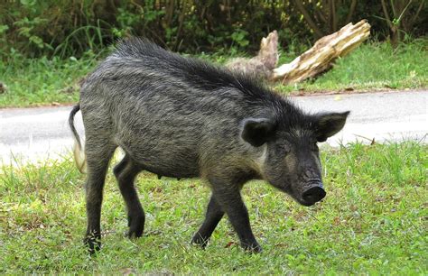 Florida Wild (feral ) Hog (Sow) | Florida's wild hogs are of… | Flickr