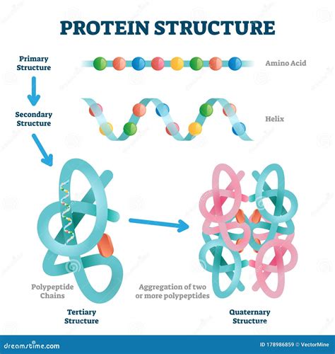 Protein Chemical Structure Of Chains