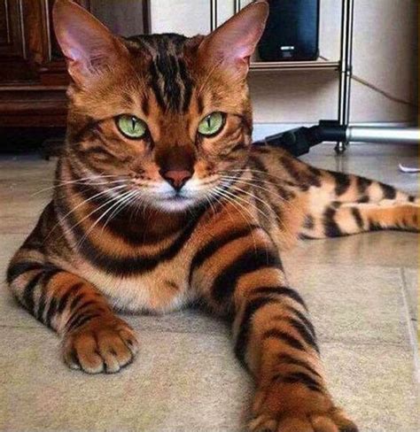 Bengal cats were developed by selective breeding from hybrids of the Asian leopard cat ...