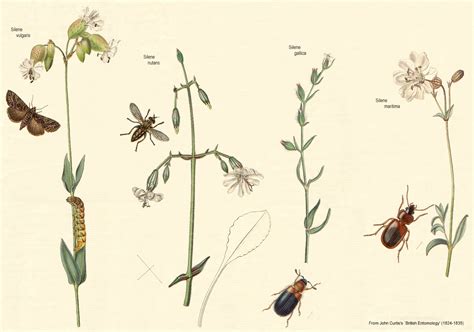 Family Caryophyllaceae