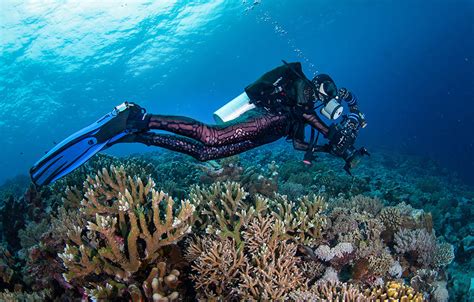 Coral Reef Diving Locations You’ll Want On Your Bucket List – Slipins ...