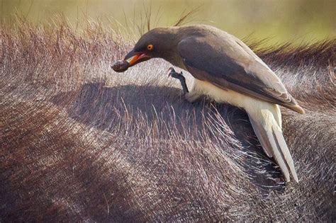 Feather Tailed Stories: Oxpeckers (Africa Series)