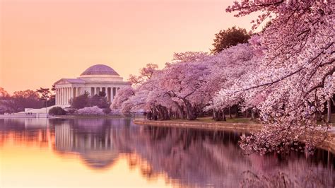 How to See the Washington, D.C., Cherry Blossoms This Year | Condé Nast Traveler