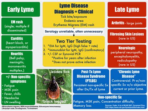 Lyme Disease Symptoms And Stages