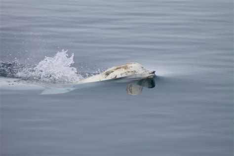 Beluga whales: Loss of Arctic sea ice due to climate change disrupts migration patterns