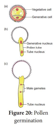 Study of Pollen germination on a slide - Experiments | Botany Practicals