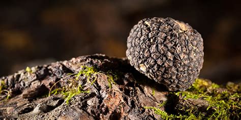 Truffles | National Wildlife Federation