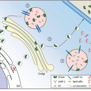 Interaction between glucocerebrosidase, α synuclein, and lysosomes... | Download Scientific Diagram