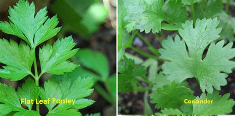 Difference Between Parsley and Coriander | Compare the Difference ...