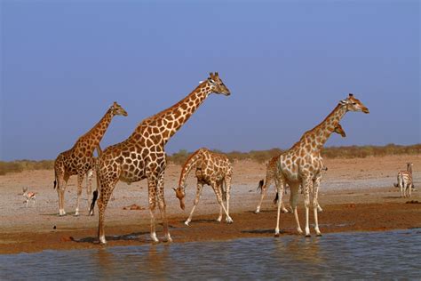 Etosha Wildlife examples | clivefotos