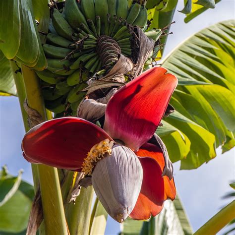 Banana Tree Seeds