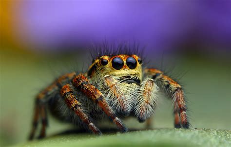 Fonds d'ecran Insectes Araneaes Salticidae Voir HDR Animaux télécharger ...