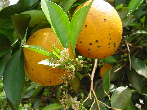 Citrus Black Spot | Flickr