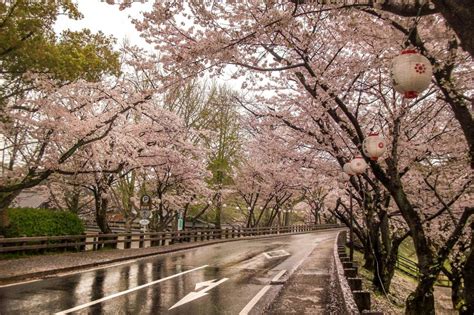 Cherry Blossoms at Kumamoto Castle - Kumamoto City, Kumamoto - Japan Travel