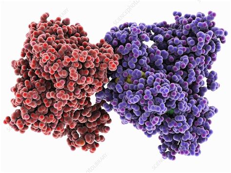 Isocitrate dehydrogenase kinase - Stock Image - C025/2280 - Science Photo Library