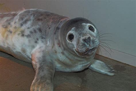 Adorable baby seal 'Snow White' rescued after concerned passer by ...