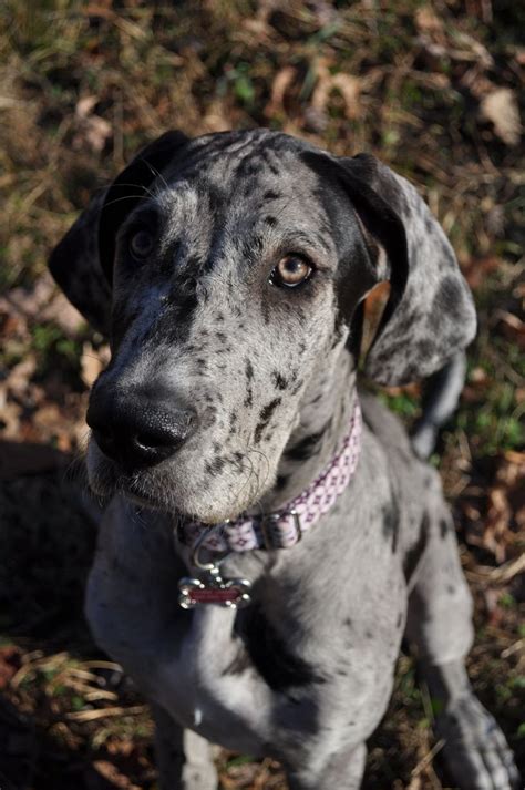 Really really want a blue Merle Great Dane... We'd call her either Tiny or Minnie :P | Blue ...