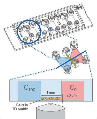 Chemotaxis Assays | µ-Slide, Boyden, Zigmond, Dunn | ibidi