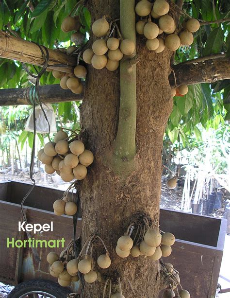 Stelechocarpus burahol known as kepel fruit, kepel apple or burahol is an edible fruit tree. The ...