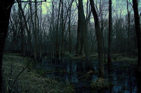 dark swamp | Swamp, Forest wallpaper, Dark