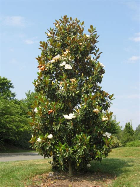 Magnolia grandiflora - Southern Magnolia - Plant Photos & Information