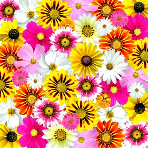 Free Images : flower, petal, summer, flora, flowers, collage, fantasy, digital art, flowering ...