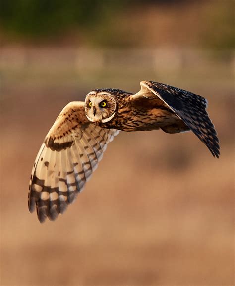 Short-eared Owl | BirdNote