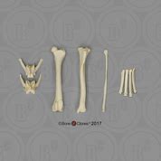 Maned Wolf Skull - Bone Clones, Inc. - Osteological Reproductions